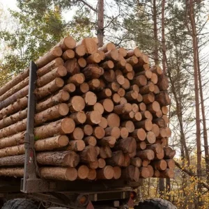 Buchenstämme, LKW-Ladung von 50 Kubikmetern